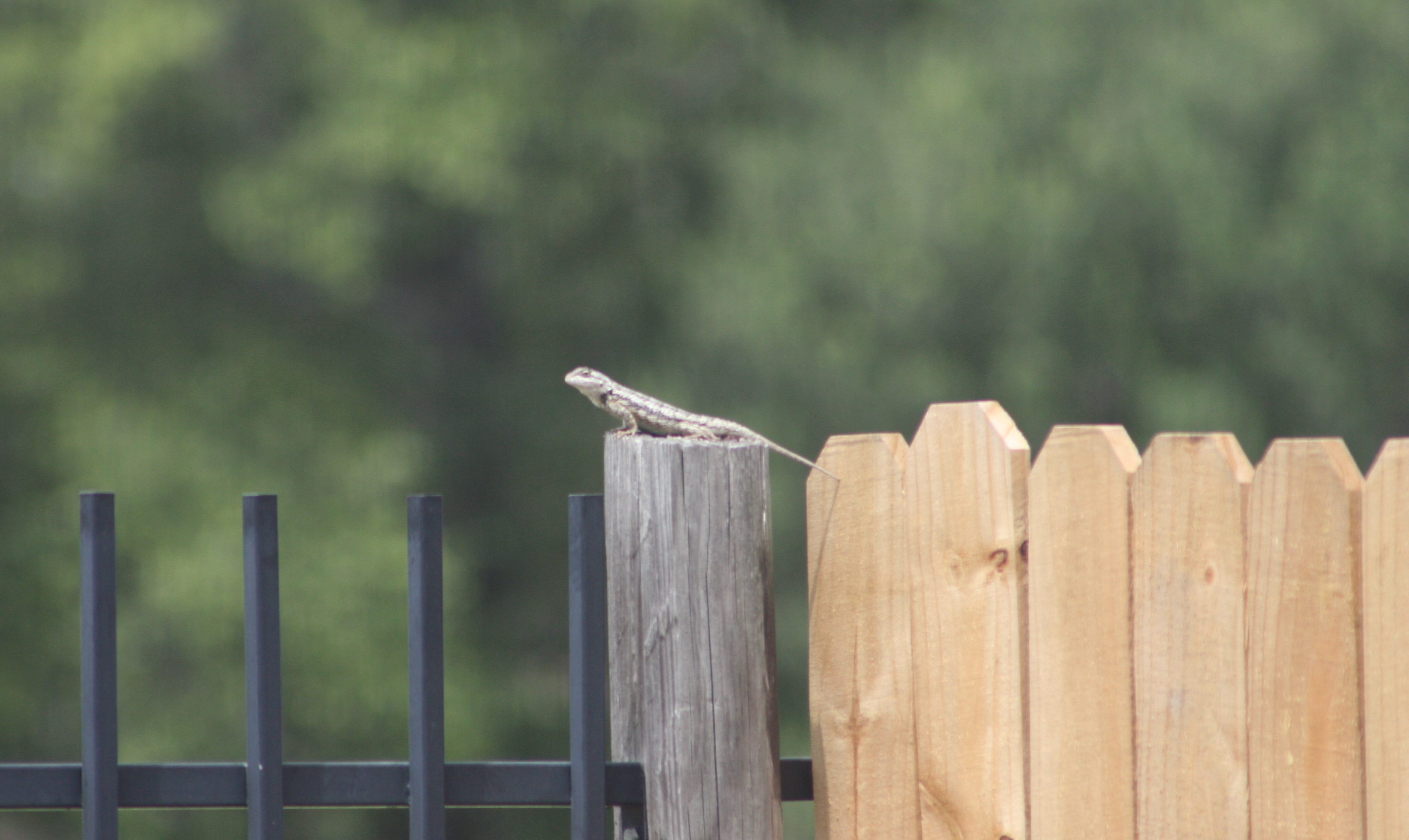 Birdwatching and Backyard Adventures in Central Texas