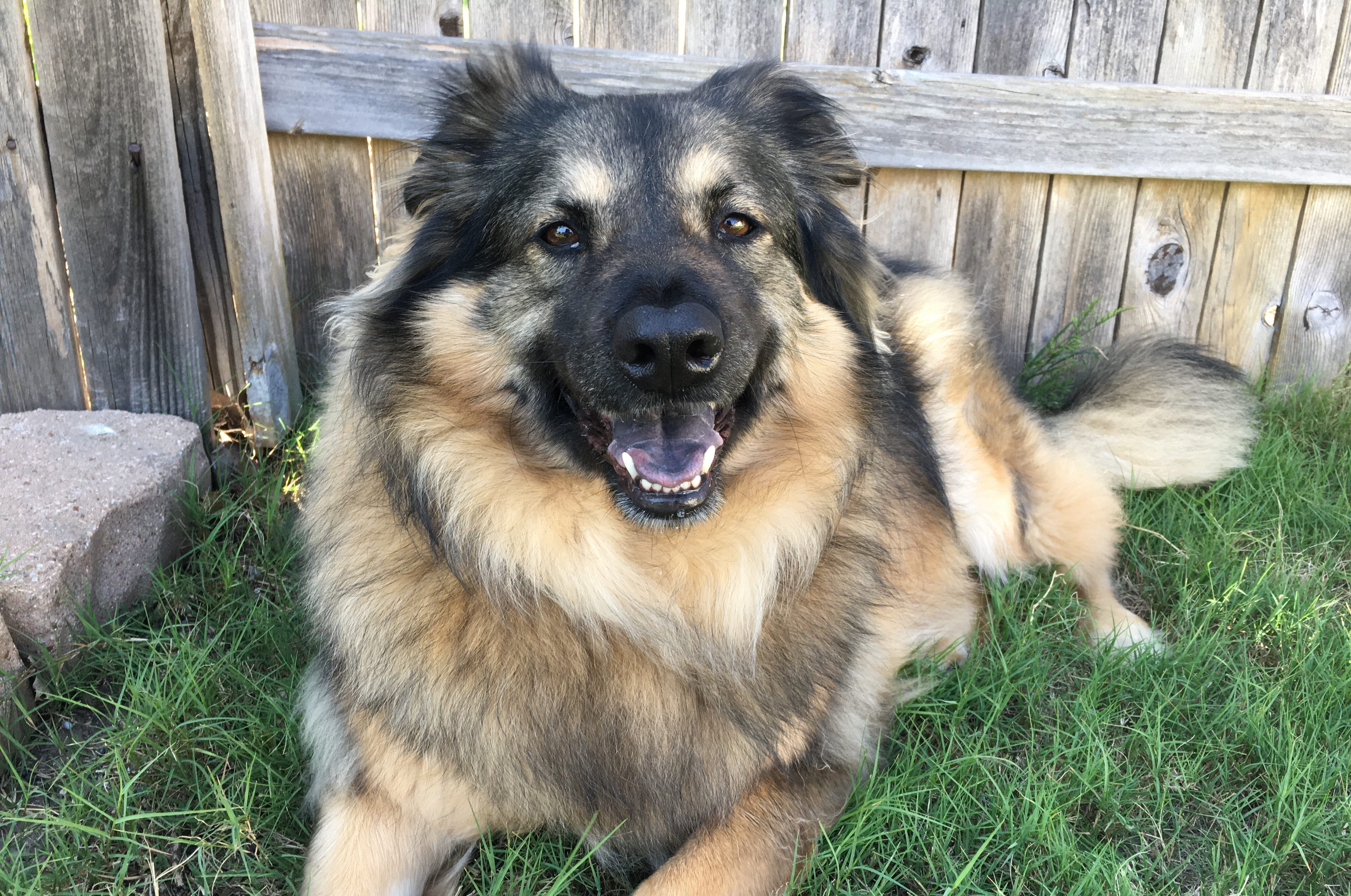 When Love Has 4 Paws: Our Rescue Dog Story