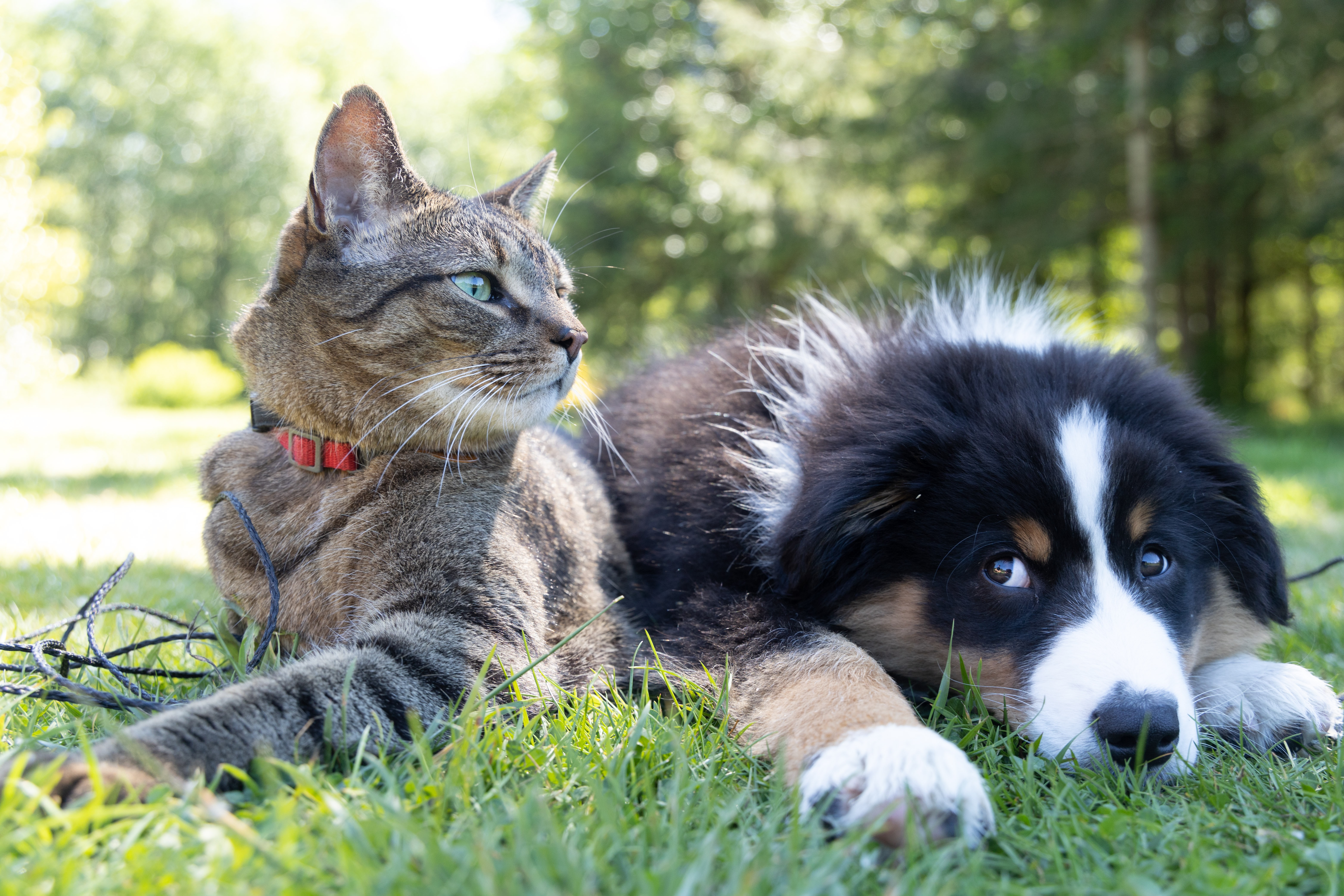 The Healing Power of Pets: How They Help Ease Stress