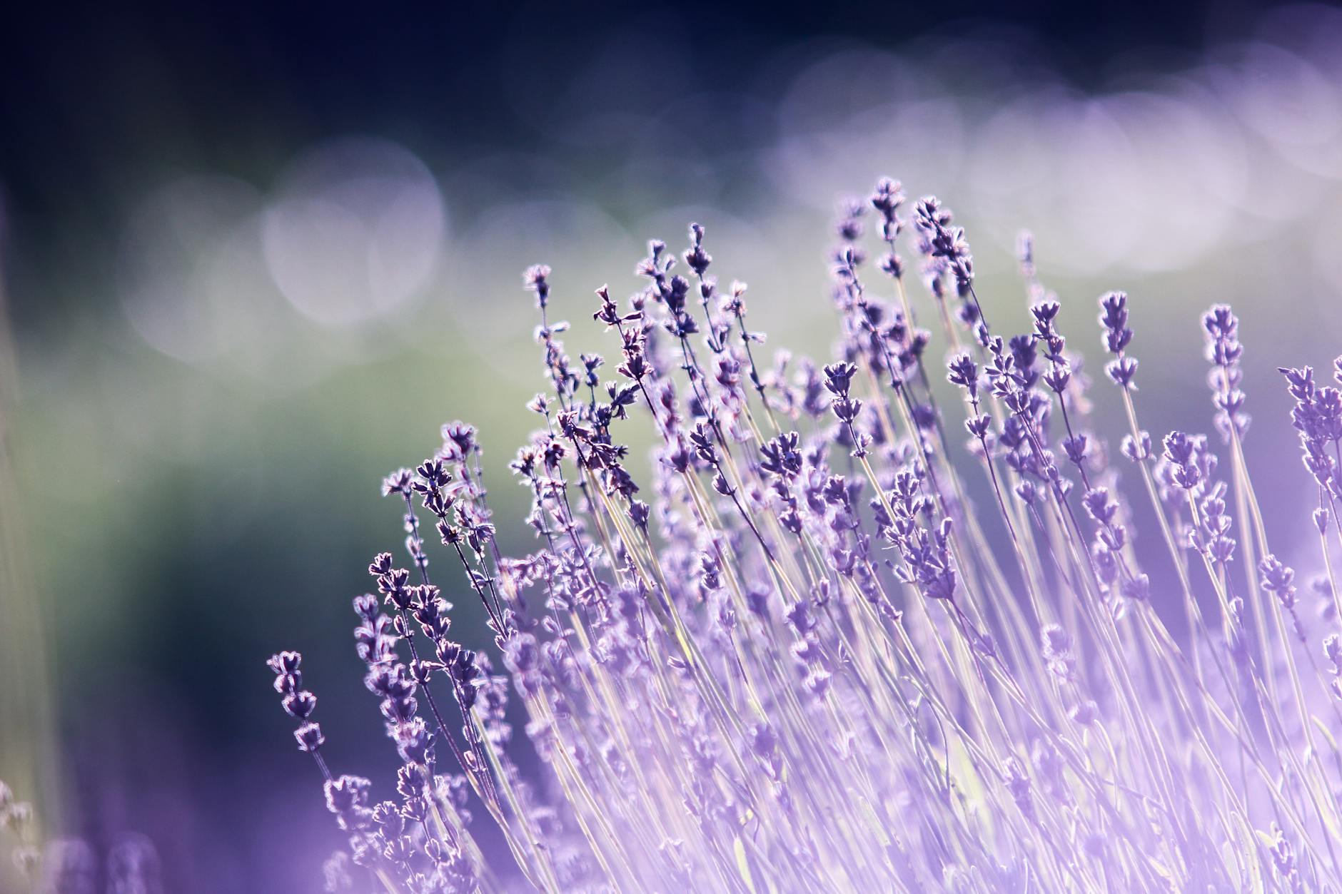 The Blessings of Grief: What I Learned While Saying Goodbye