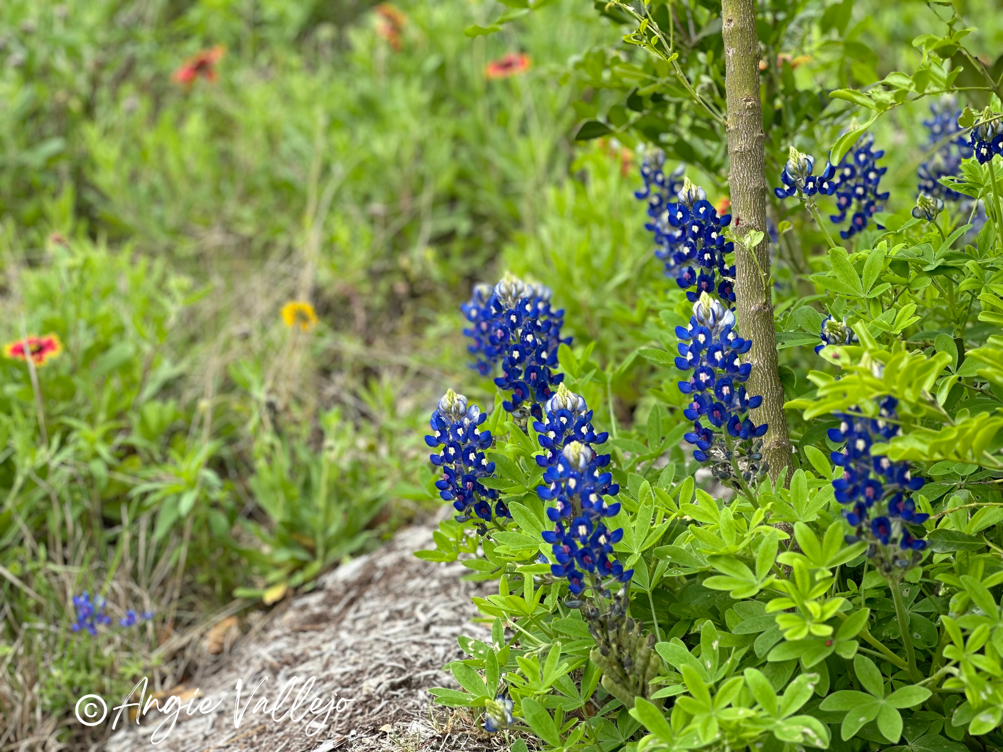 Unlock Creativity: Learn to Use iPhone’s Plant Identification Tool