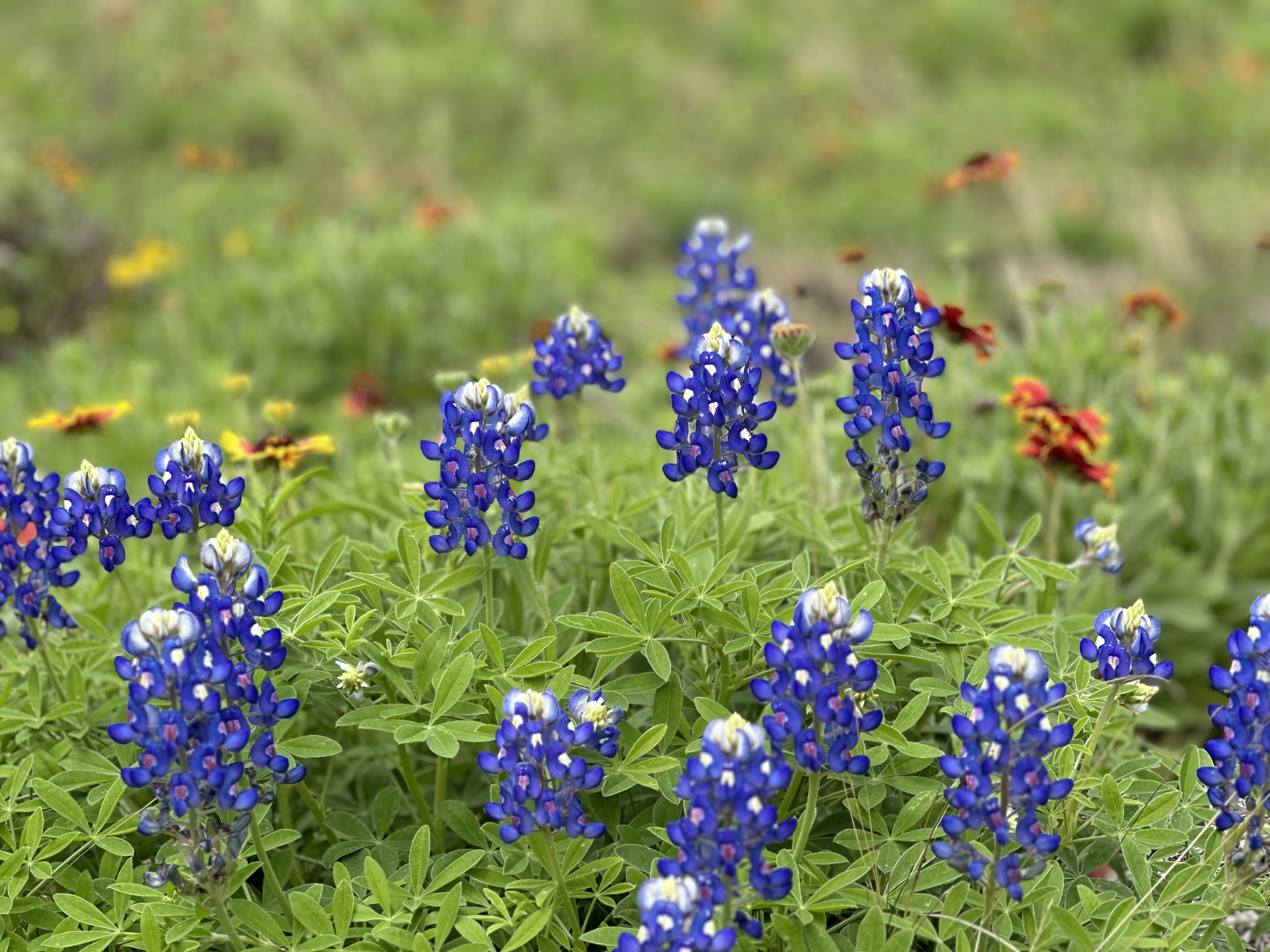 From Drought to Bloom: Being Rooted in God’s Faithfulness