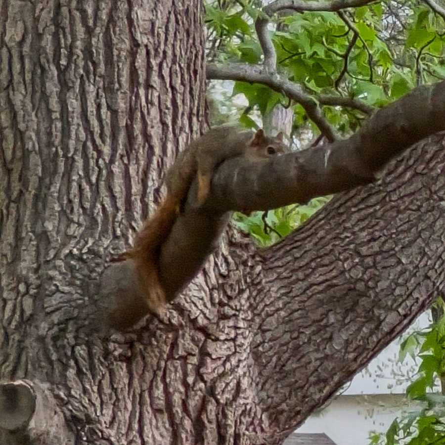 Squirrel Adventures: A Window into Nature’s Comedy