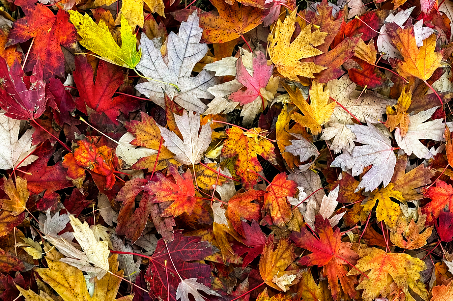 Seasons of Change: Embracing God’s Timing